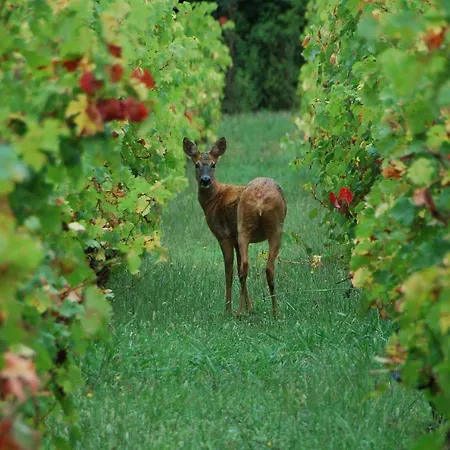 בית נופש Chateau Ysard Camblanes-et-Meynac