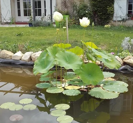Chateau Ysard * Camblanes-et-Meynac